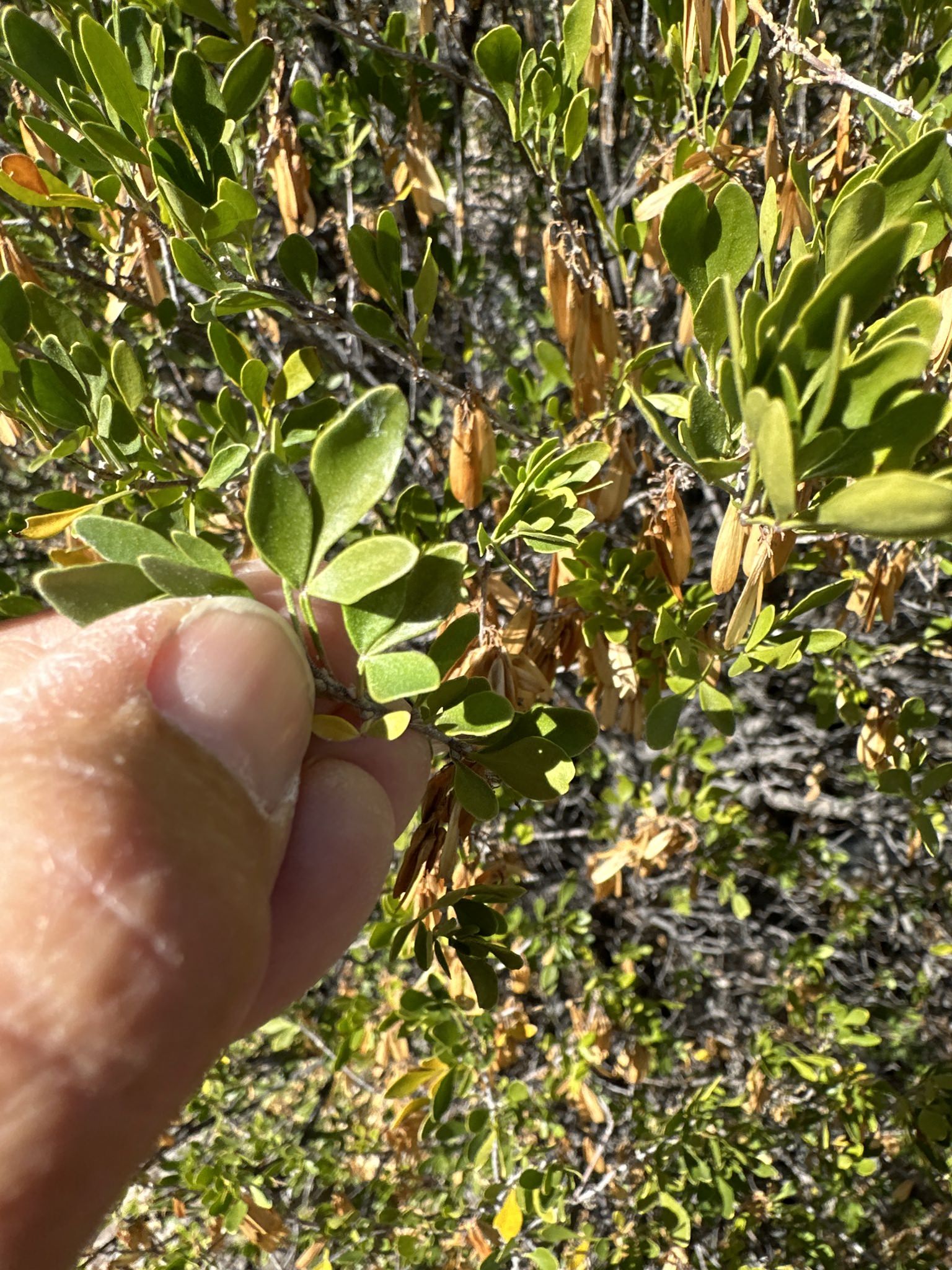 Fraxinus greggii 